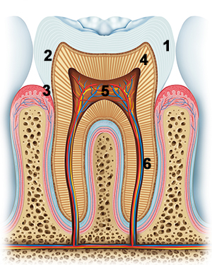 anatomie dent